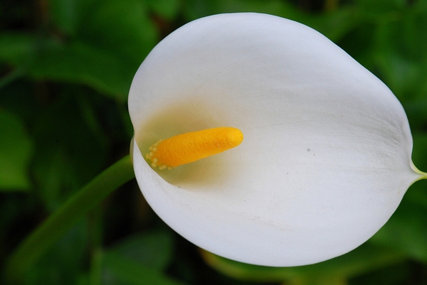 White spathe and yellow spadix flower.
