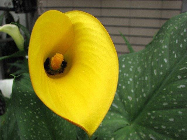 Zantedeschia pentlandii