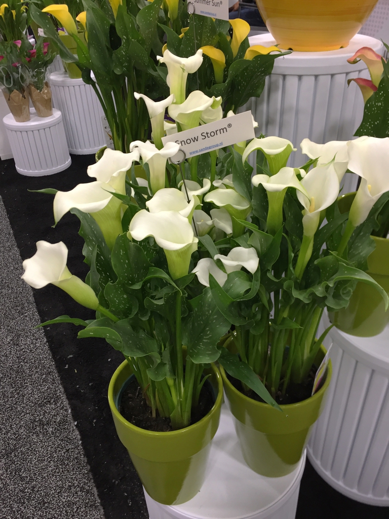 Zantedeschia - potted plant
