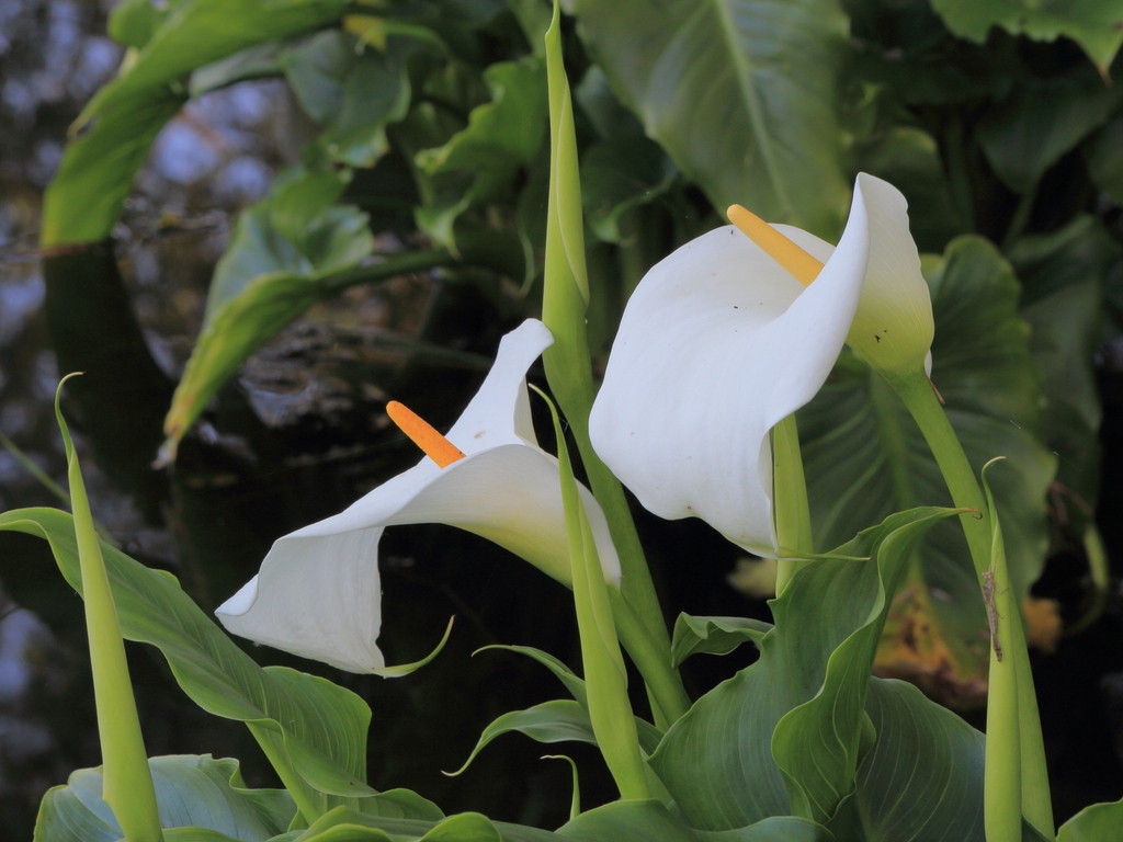 Flowers and Leaves