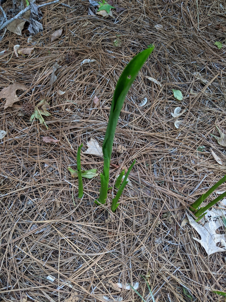 Zantedeschia aethiopica