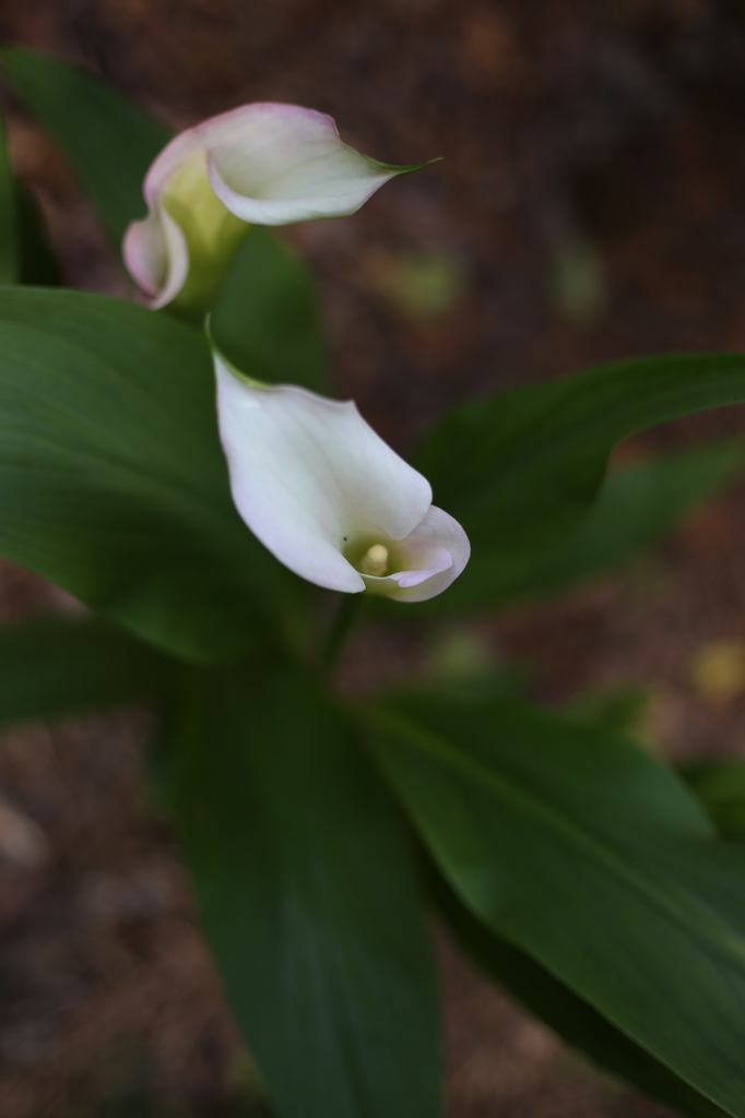Zantedeschia aethiopica