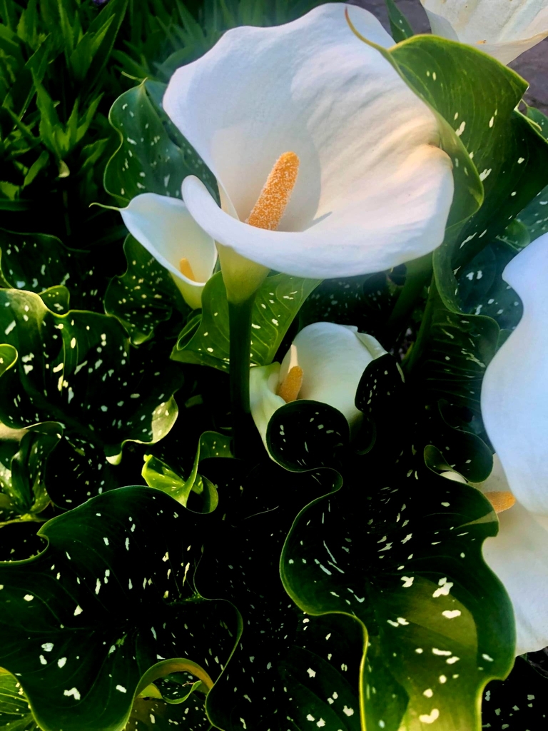 Spotted leaves with trumpet-like spathe curling around a spadix