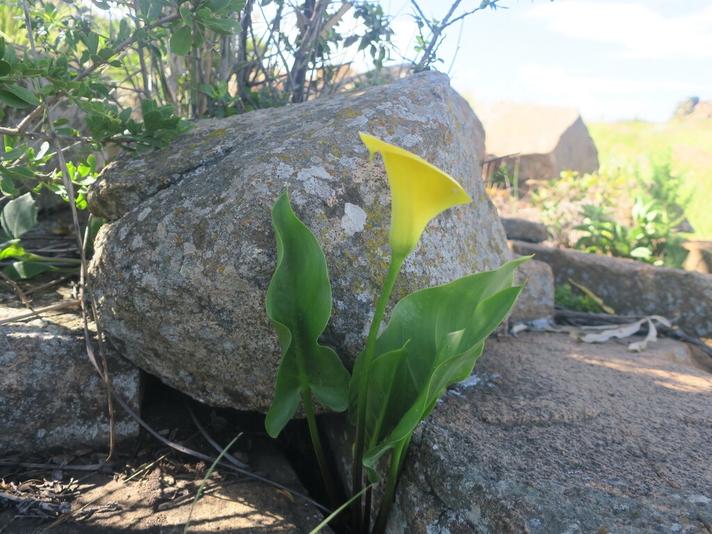 Plant growing among rocks. Large leaves & yellow spathe.