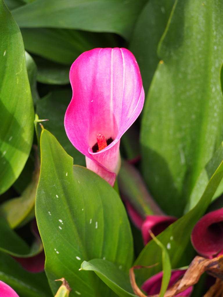 Zantedeschia pentlandii 'Le Chique'