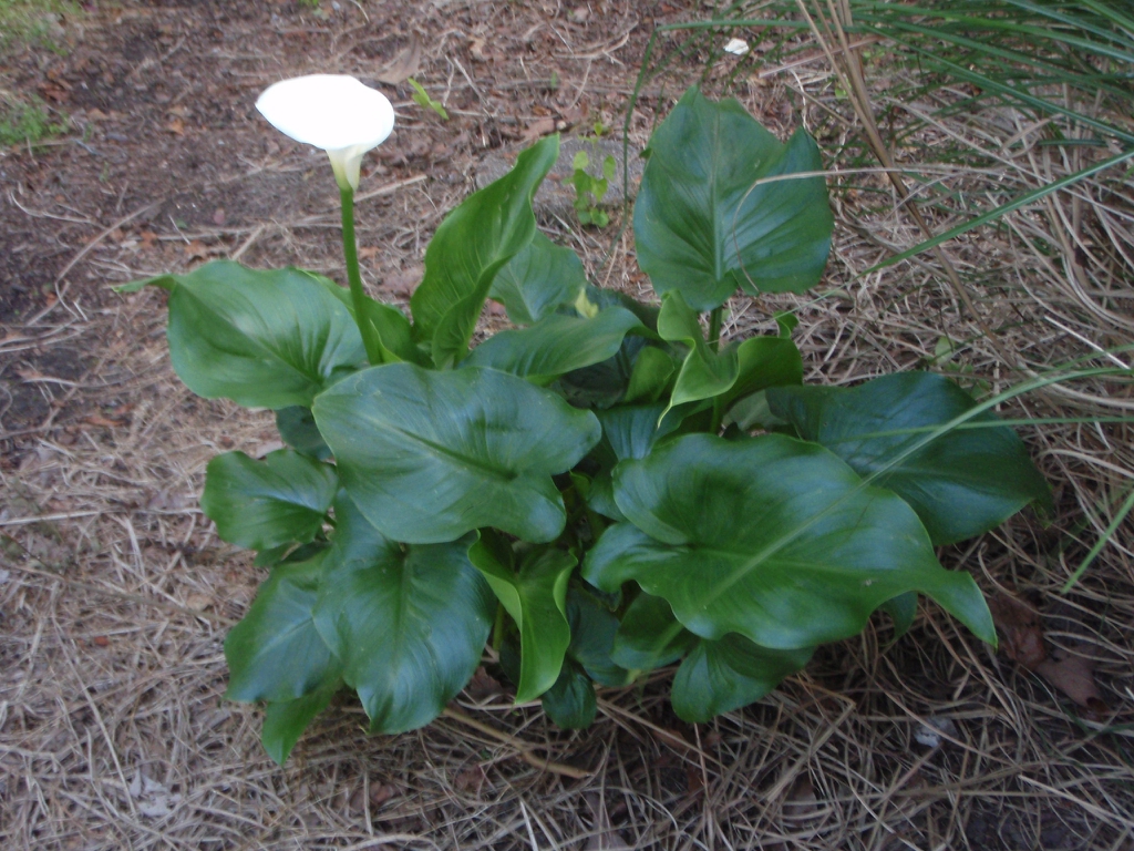 Zantedeschia
