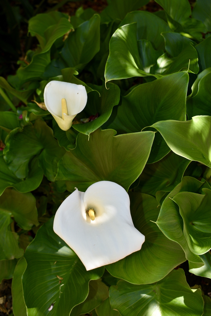 'Pershore Fantasia' - Flower - April 22 - Wake Co., NC