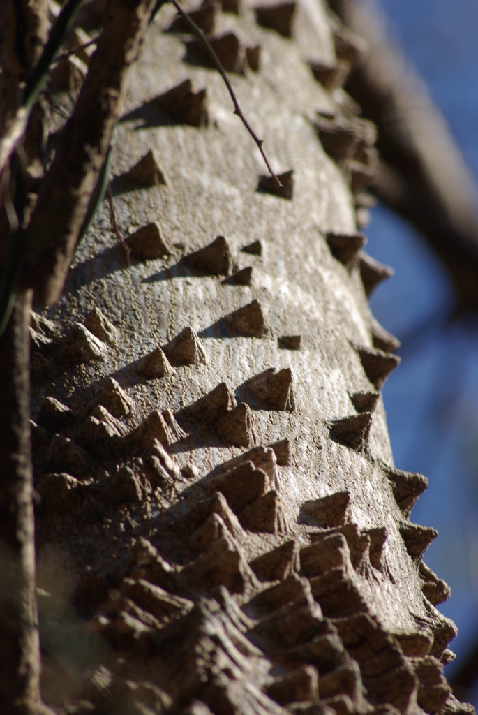 Close-up of bark, smooth with conical, thorny protuberances.