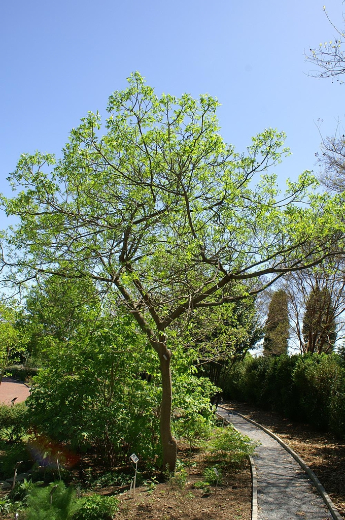 Small tree with open crown & pale green leaves.