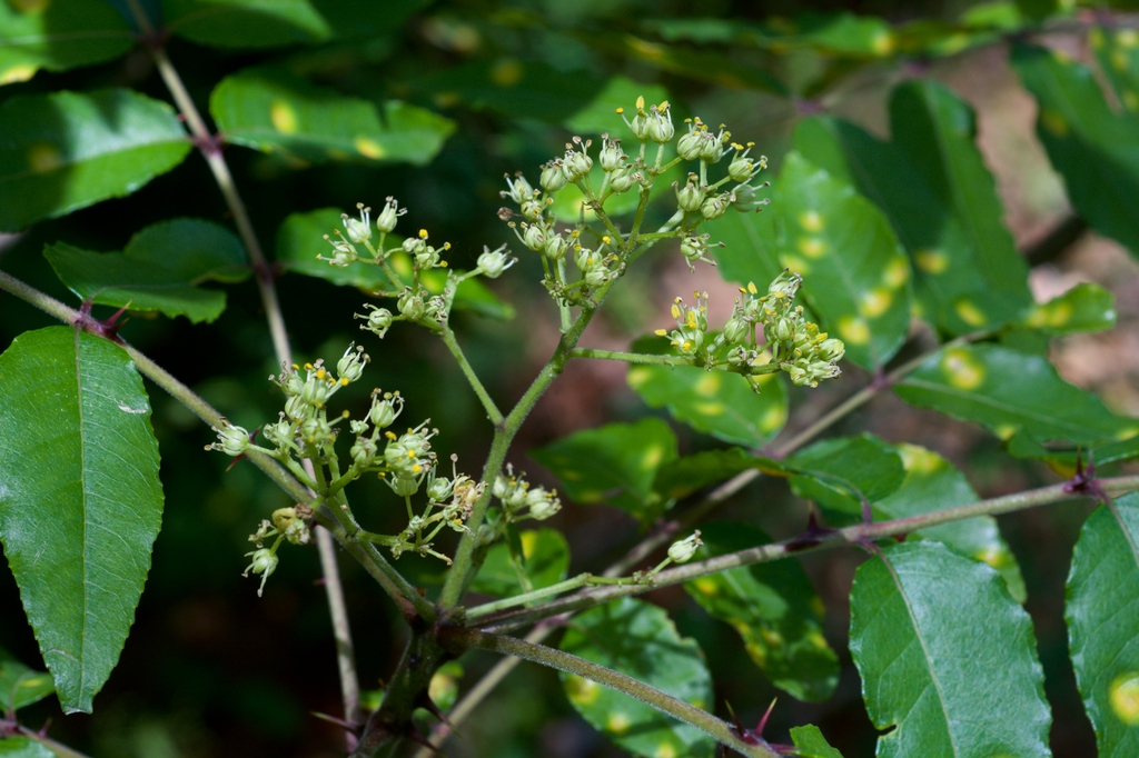 Paniculate inflorescence with small, greenish flowers.