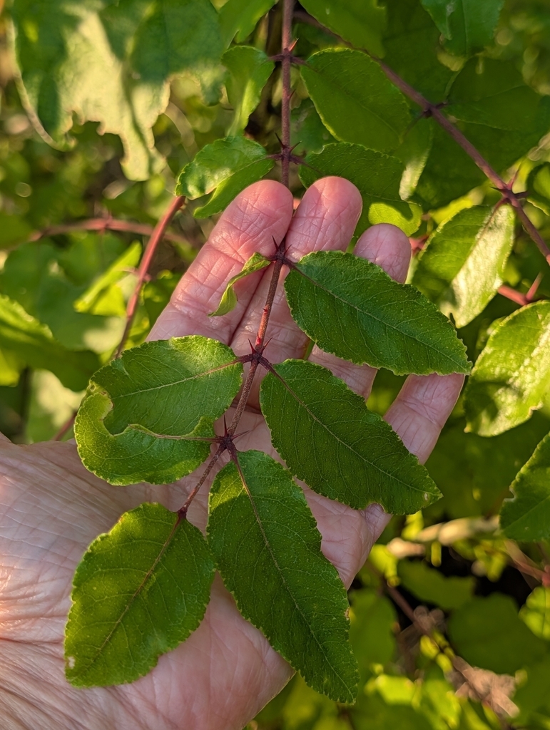 Hand cradling leaf showing opposite leaflets and prickles.