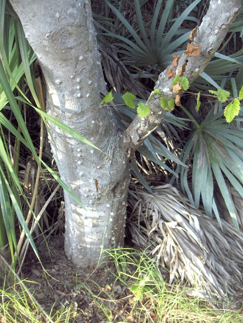 Zanthoxylum clava-herculis