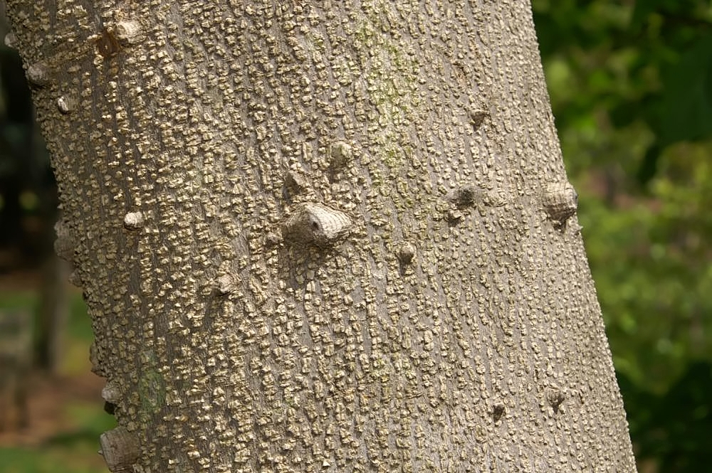 Bark