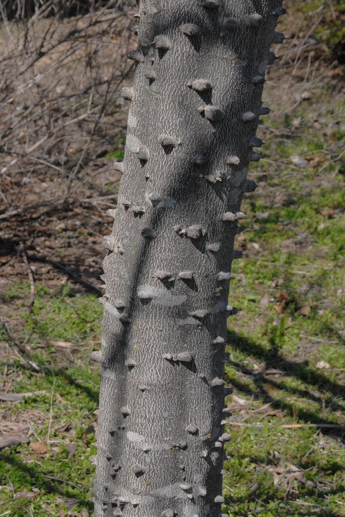 Zanthoxylum clava-herculis