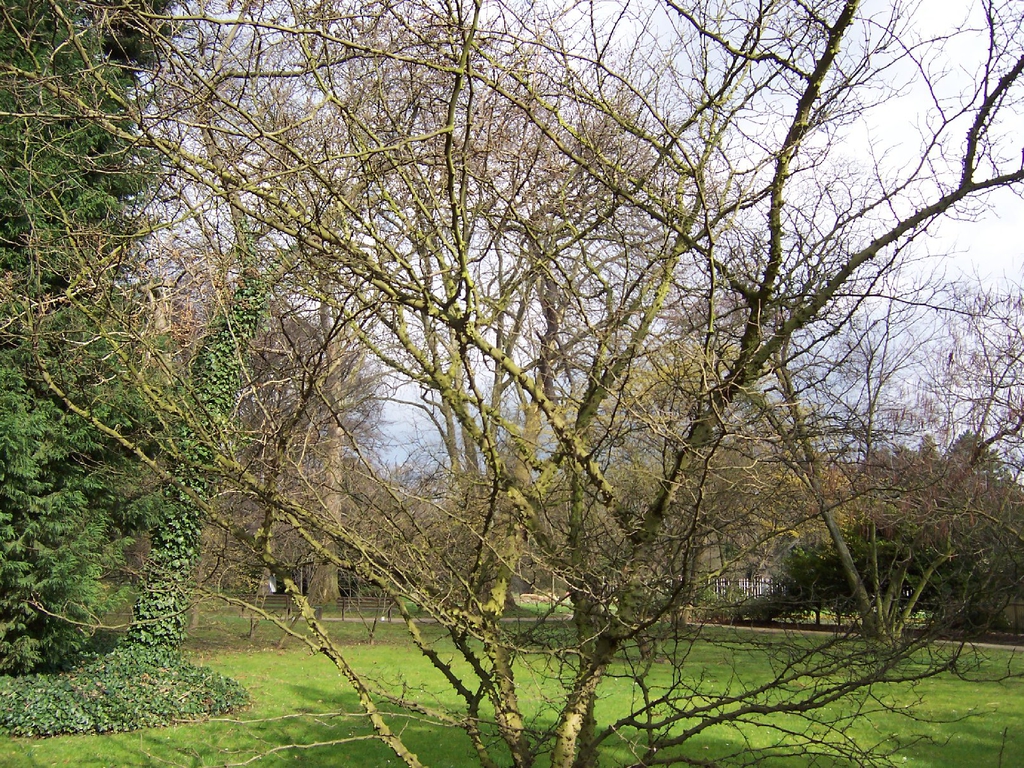 Twiggy shrub without leaves.