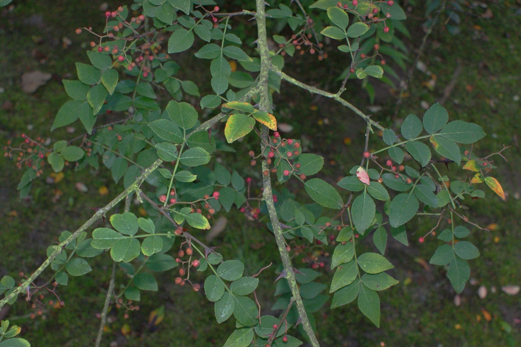 Leafy shoots with pinnate leaves & clusters of red follicles.