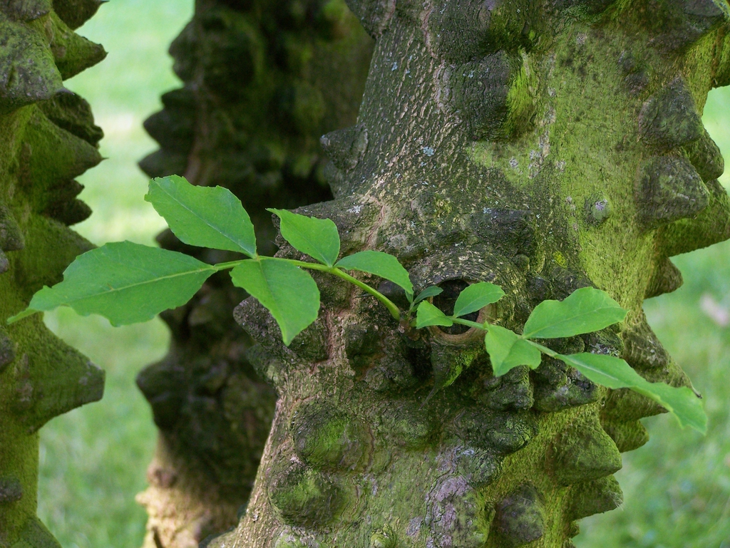 Pinnately compound leaves & bark with corky conical bumps.