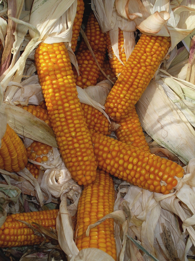 Zea mays corn cobs