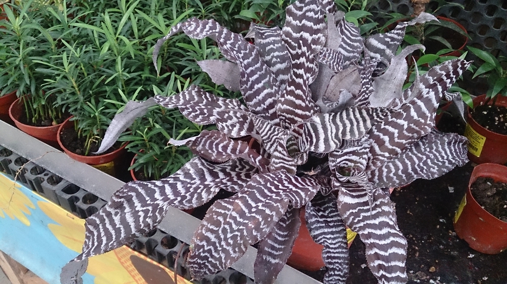 Plant