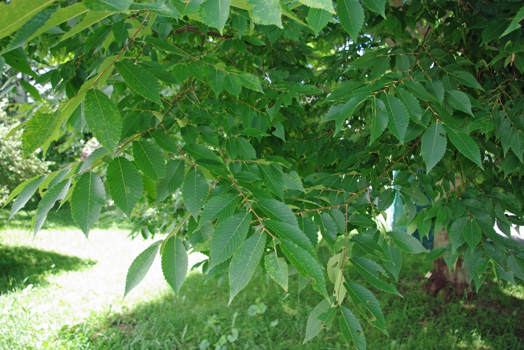Zelkova schneideriana alternate leaf