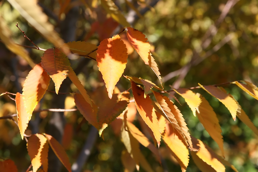 Leaves