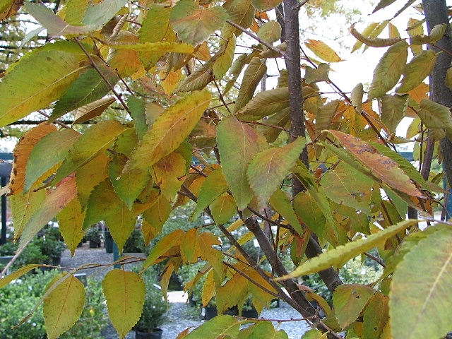 Leaves