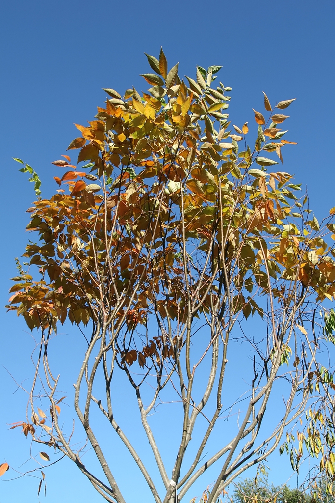 Form