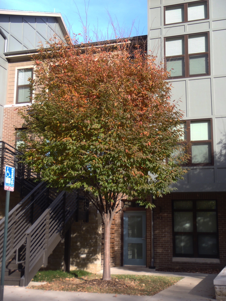 Zelkova serrata