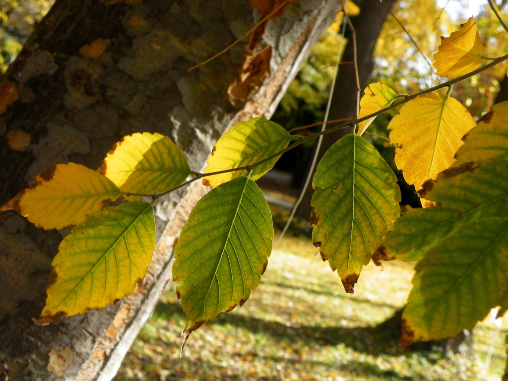 Leaves