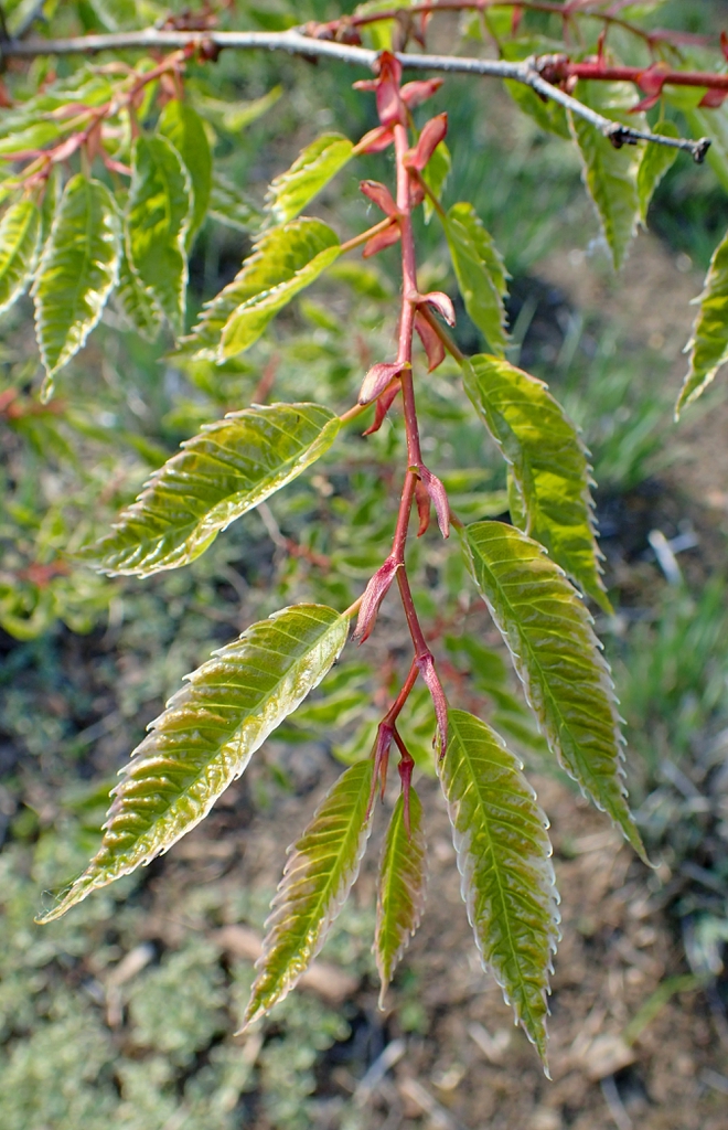 Zelkova serrata 'Variegata'