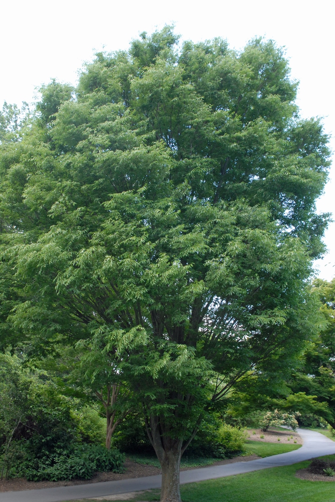 Zelkova serrata