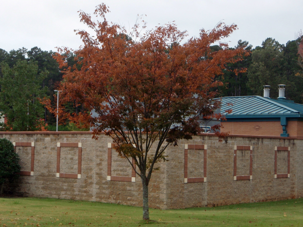 Fall Color Form