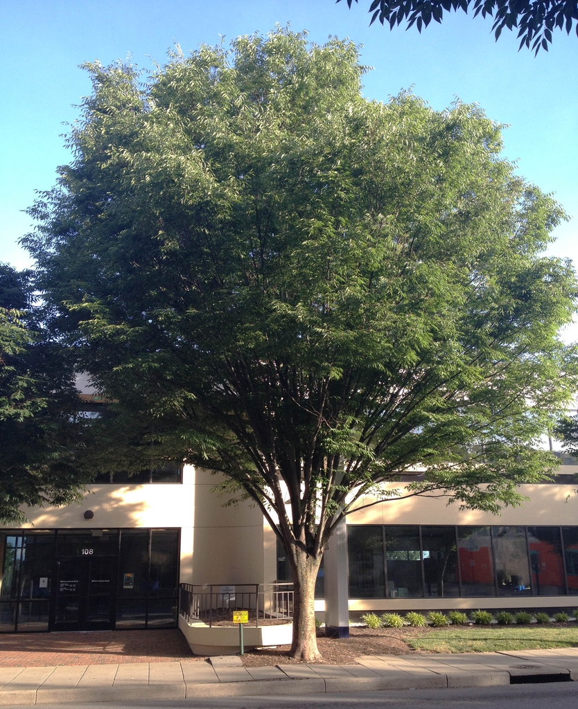 Zelkova serrata