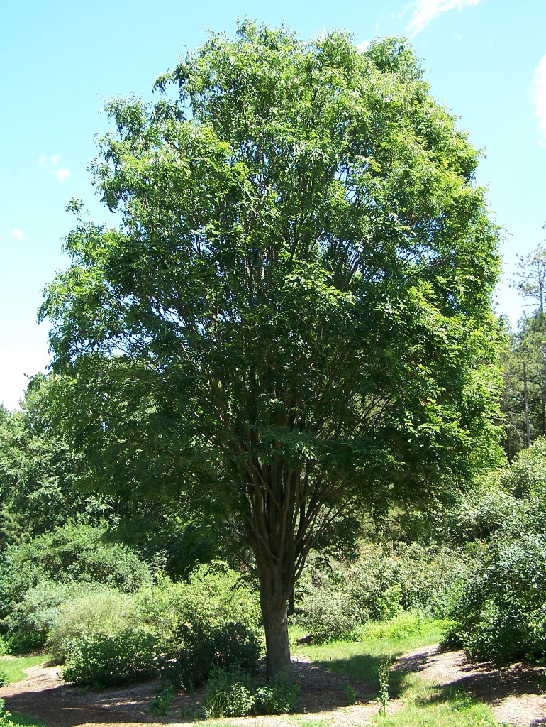 Zelkova serrata form