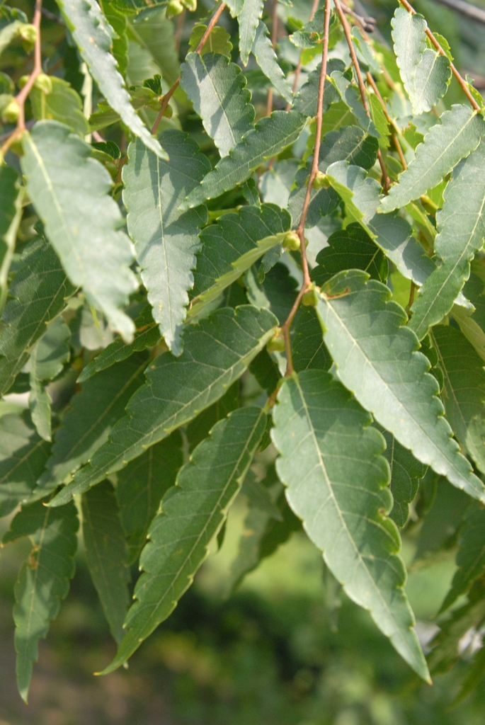 Fruit and Leaves