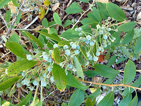 Leafy shoots & clusters of glaucous blue immature capsules.