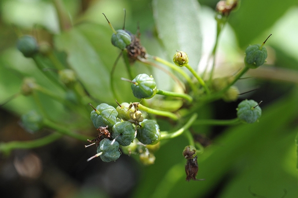 Zenobia pulverulenta