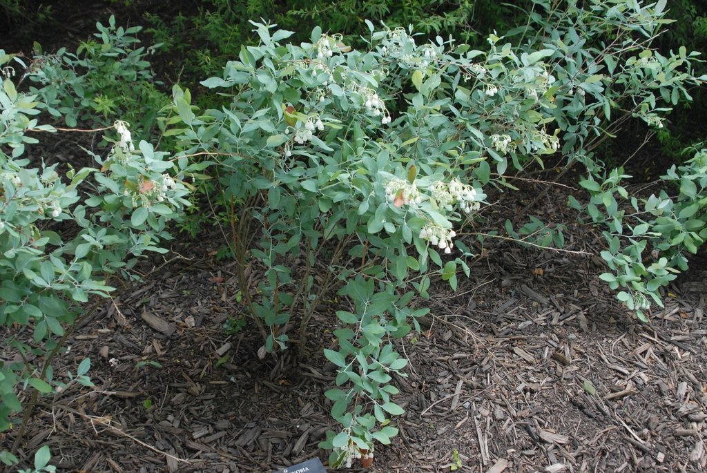 Zenobia pulverulenta