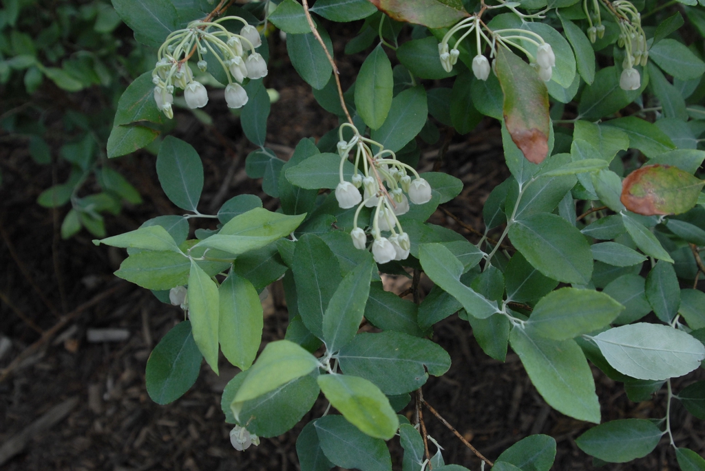 Zenobia pulverulenta