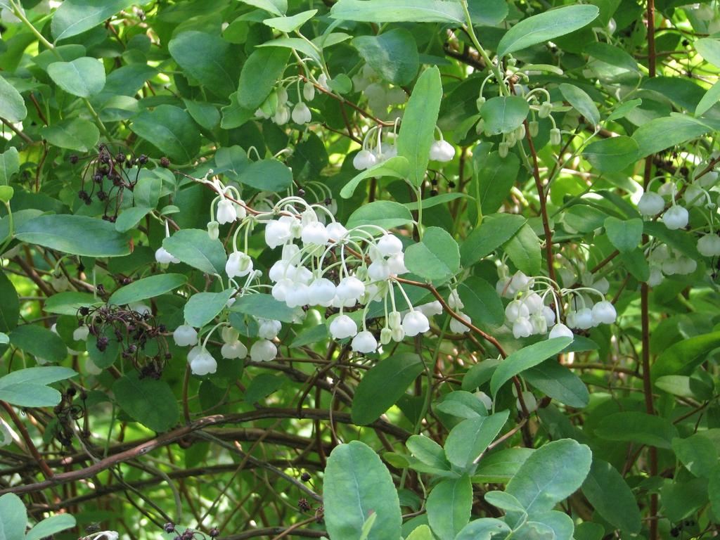 Zenobia pulverulenta