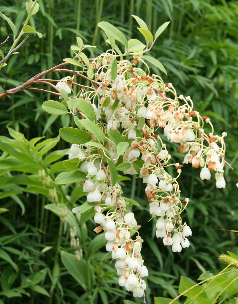 Leafy shoots & clusters of white, pendulous, bell-shaped flowers