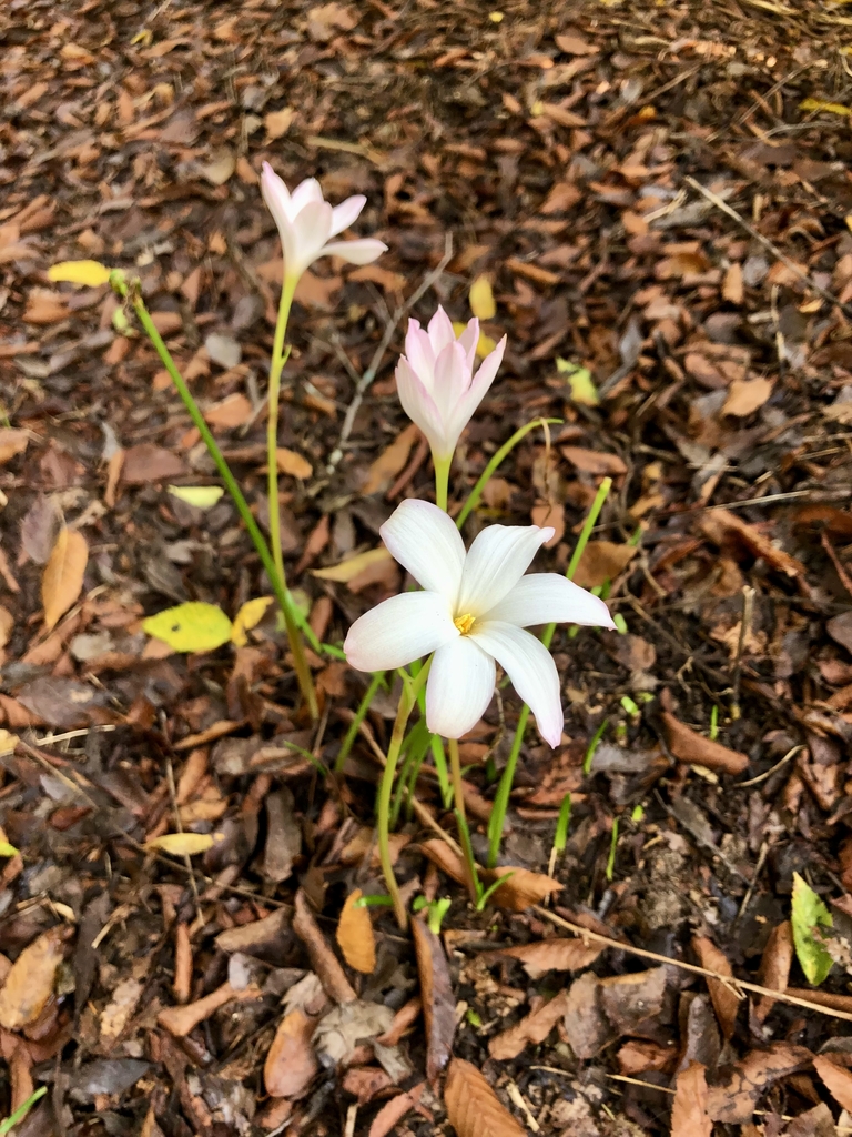 Very pale pink, 6-tepaled flowers, solitary on erect stems.