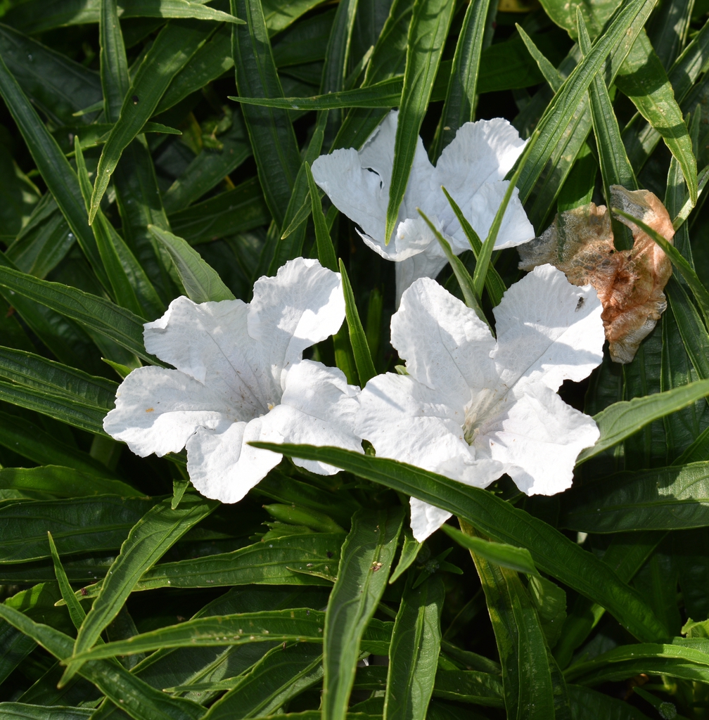 Flowers - Aug. 12 - Wake Co., NC