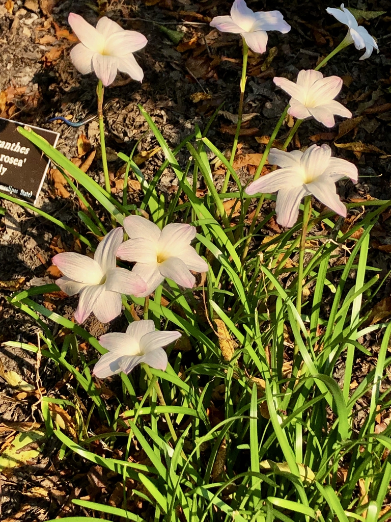 Grassy leaves & pale pink, 6-tepaled, salverform flowers