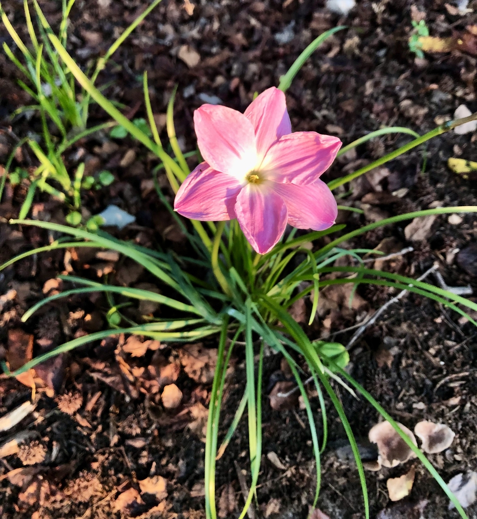 Grassy leaves & a pink, 6-tepaled flower with a white throat.