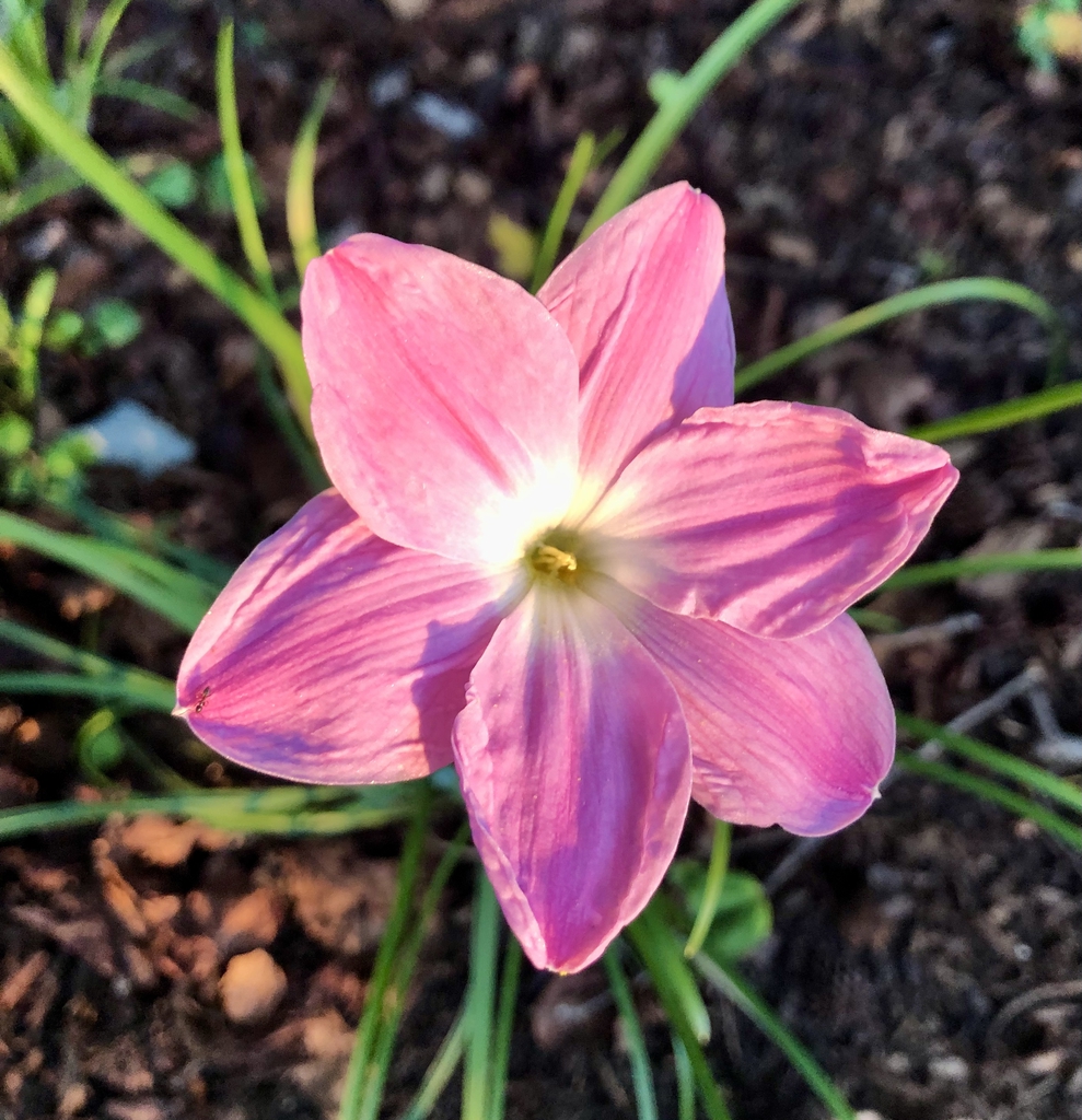 Flower  - August - Wake Co., NC