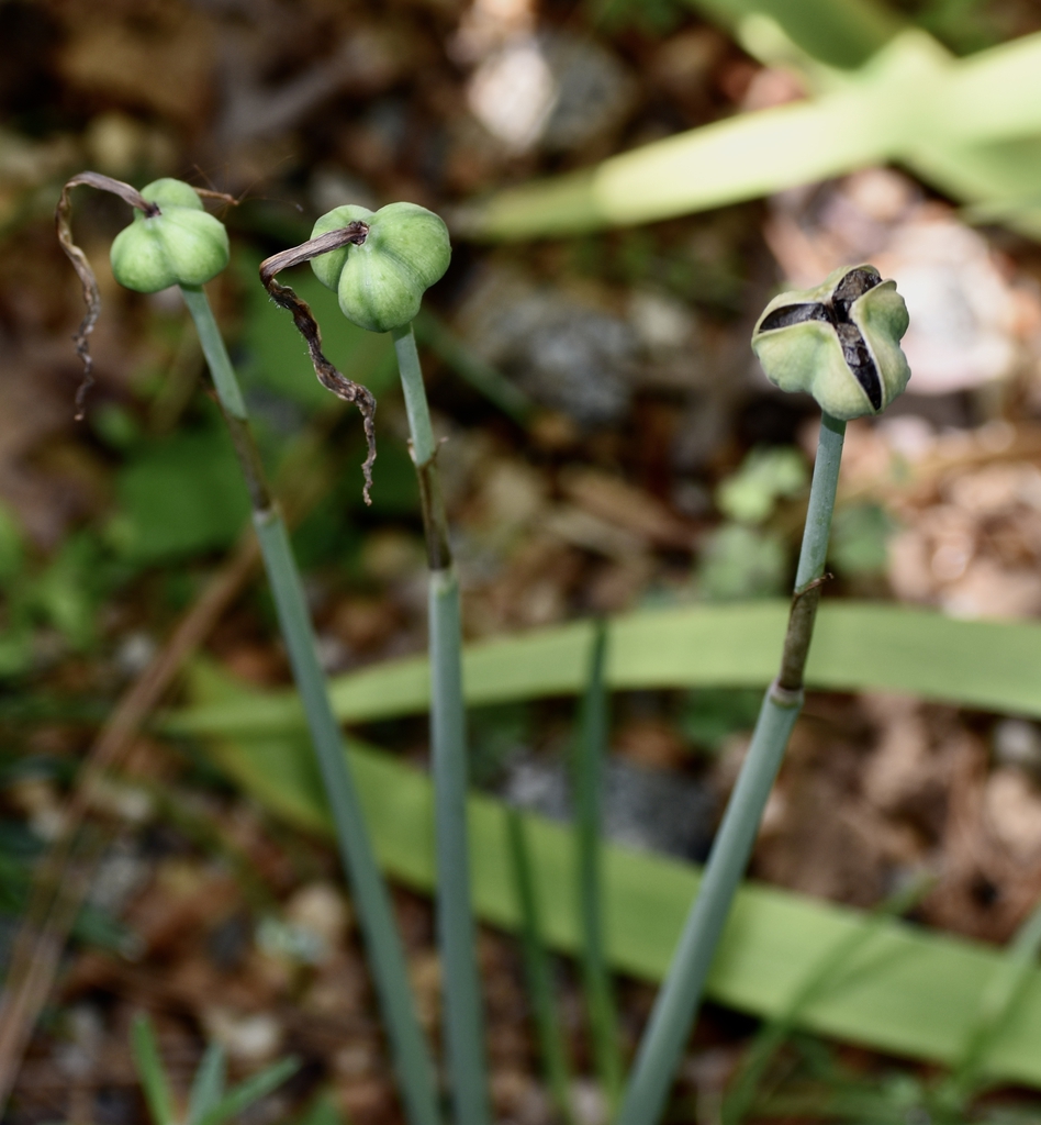 Globose, three-lobed capsules; 1 splitting to show black seeds.