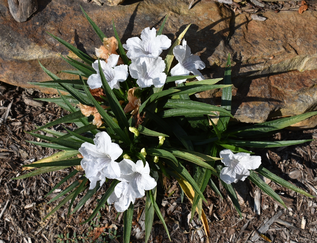 Form - Aug. 12 - Wake Co., NC