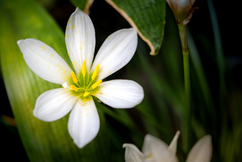 Flower