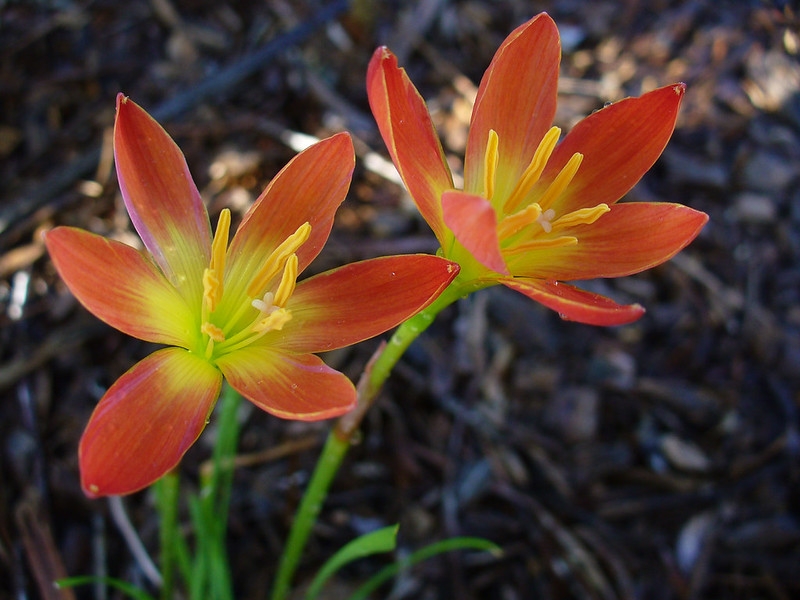 Close-up on 2 orange, 6-tepaled flowers with yellow throats.